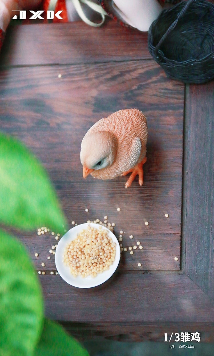 [สั่งจอง]JXK : Scottish Fold/Chckling/Duckling