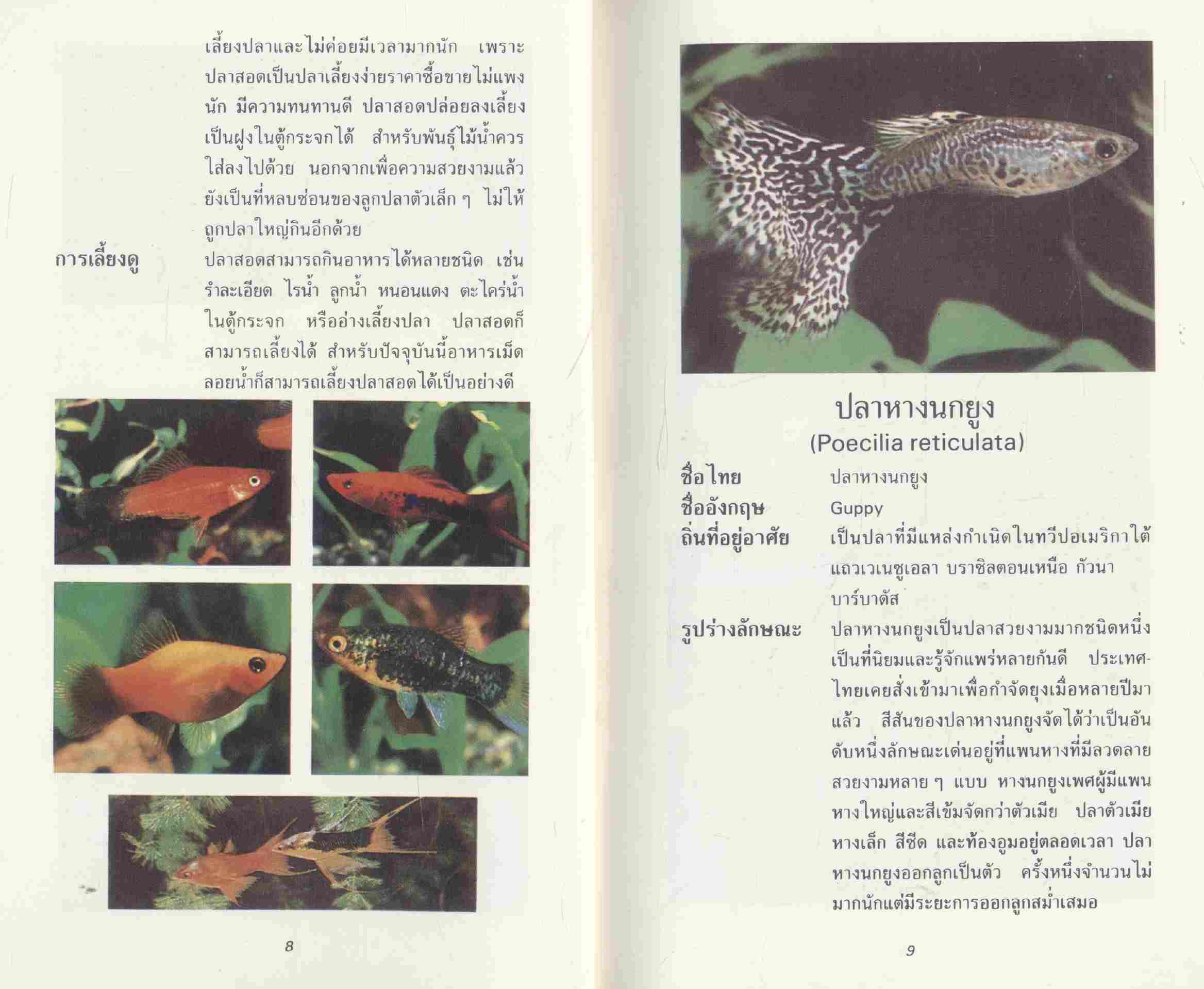 คู่มือเลี้ยงปลาตู้สวยงาม