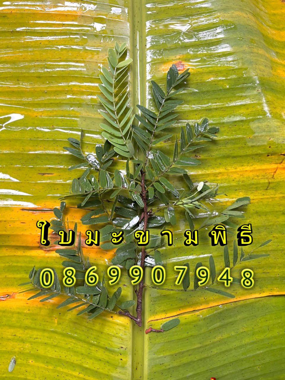 ใบไม้มงคล (พิธี)