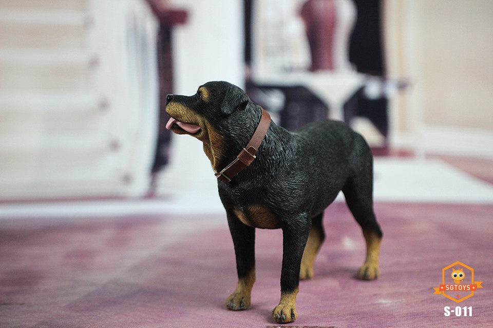 [สั่งจอง]SGTOYS S-010,S-011,S-012 1/6 Animal Model Chihuahua/ Rottweiler/ Springer Spaniel/Shiba Inu
