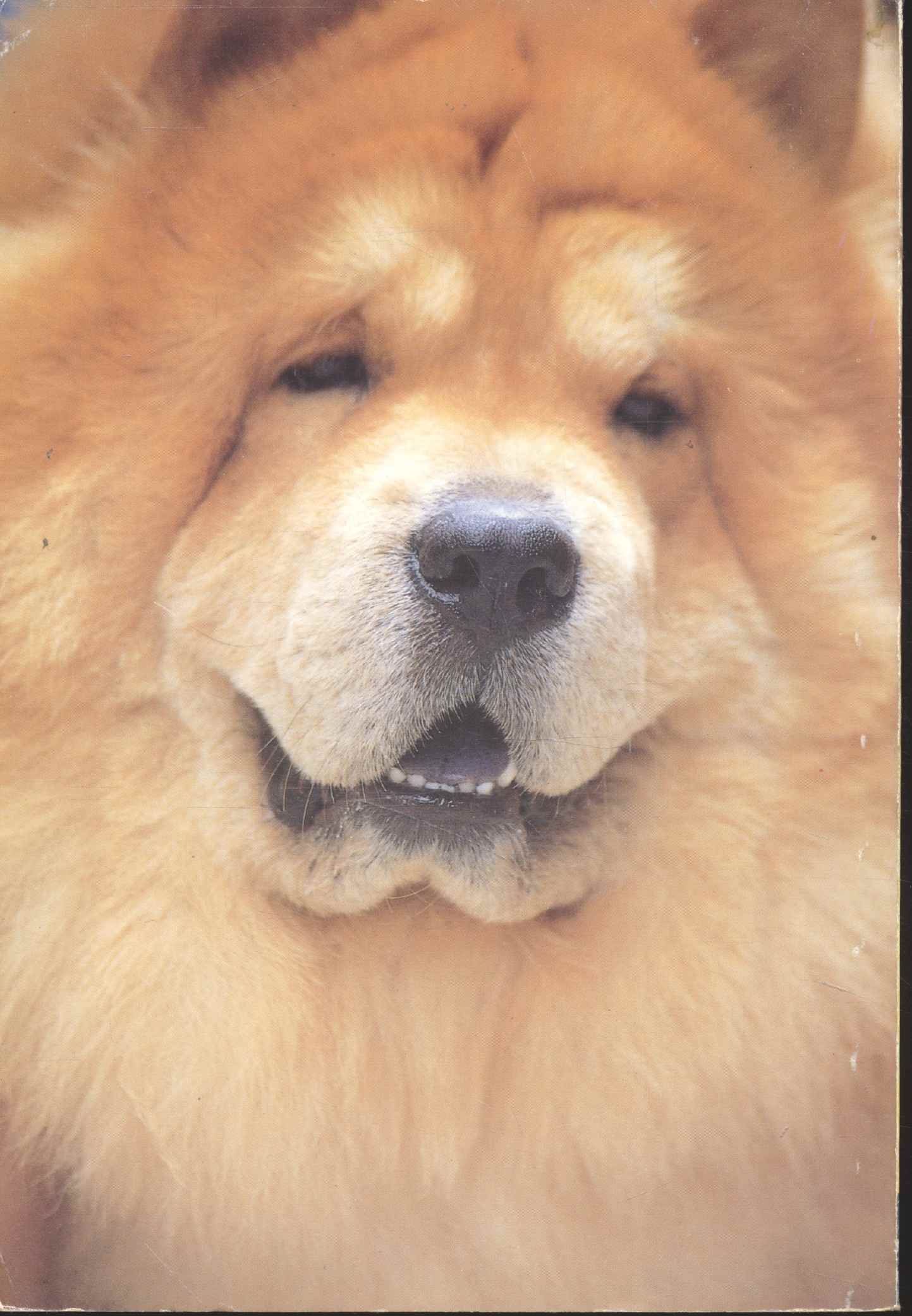 คู่มือเลี้ยงสุนัข รักหมา