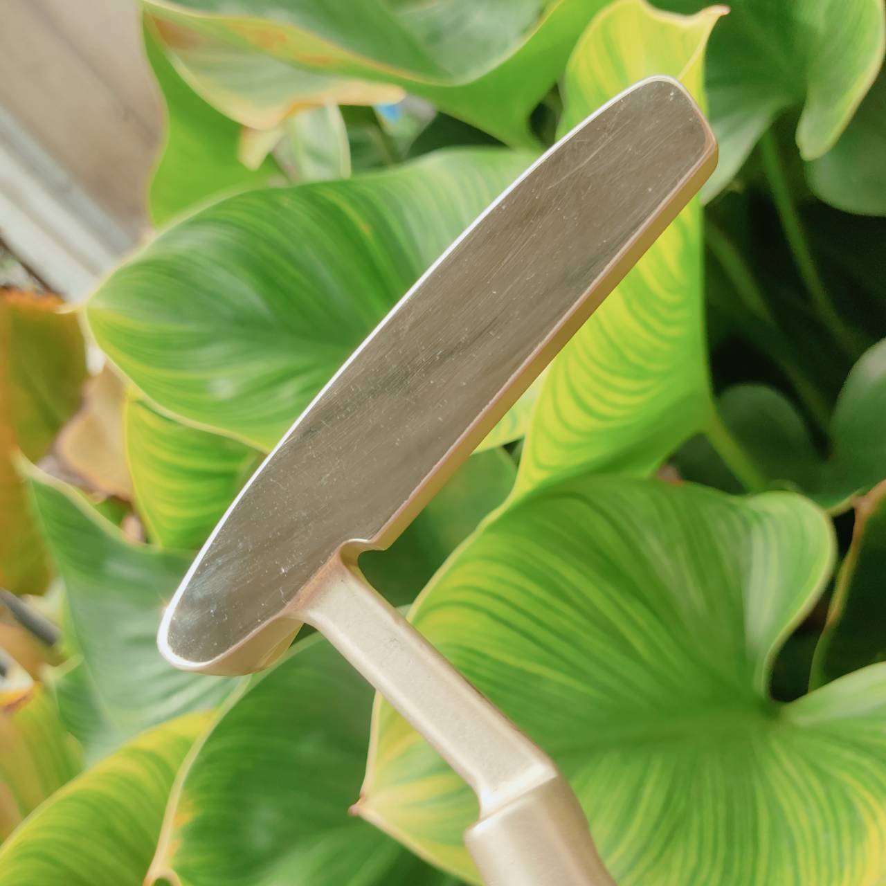 PUTTER PING ANSER ตำนานที่ยังมีลมหายใจ! หนึ่งในพัตเตอร์ที่ทรงอิทธิพลที่สุดในประวัติศาสตร์วงการกอล์ฟ