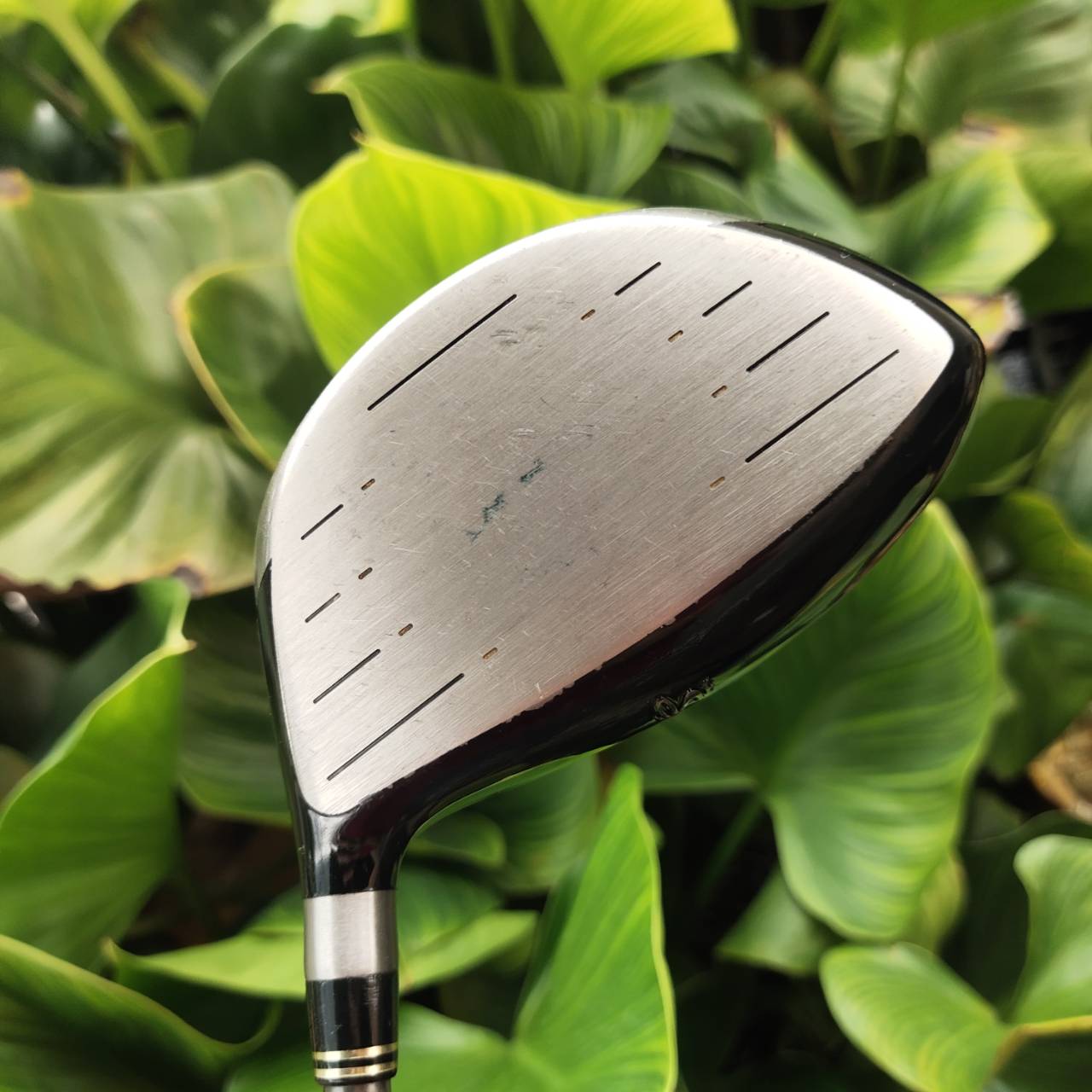 Driver KING COBRA SS BETA TITANIUM COR .825 หน้าเด้งมาก จุดสวีตสปอตกว้าง