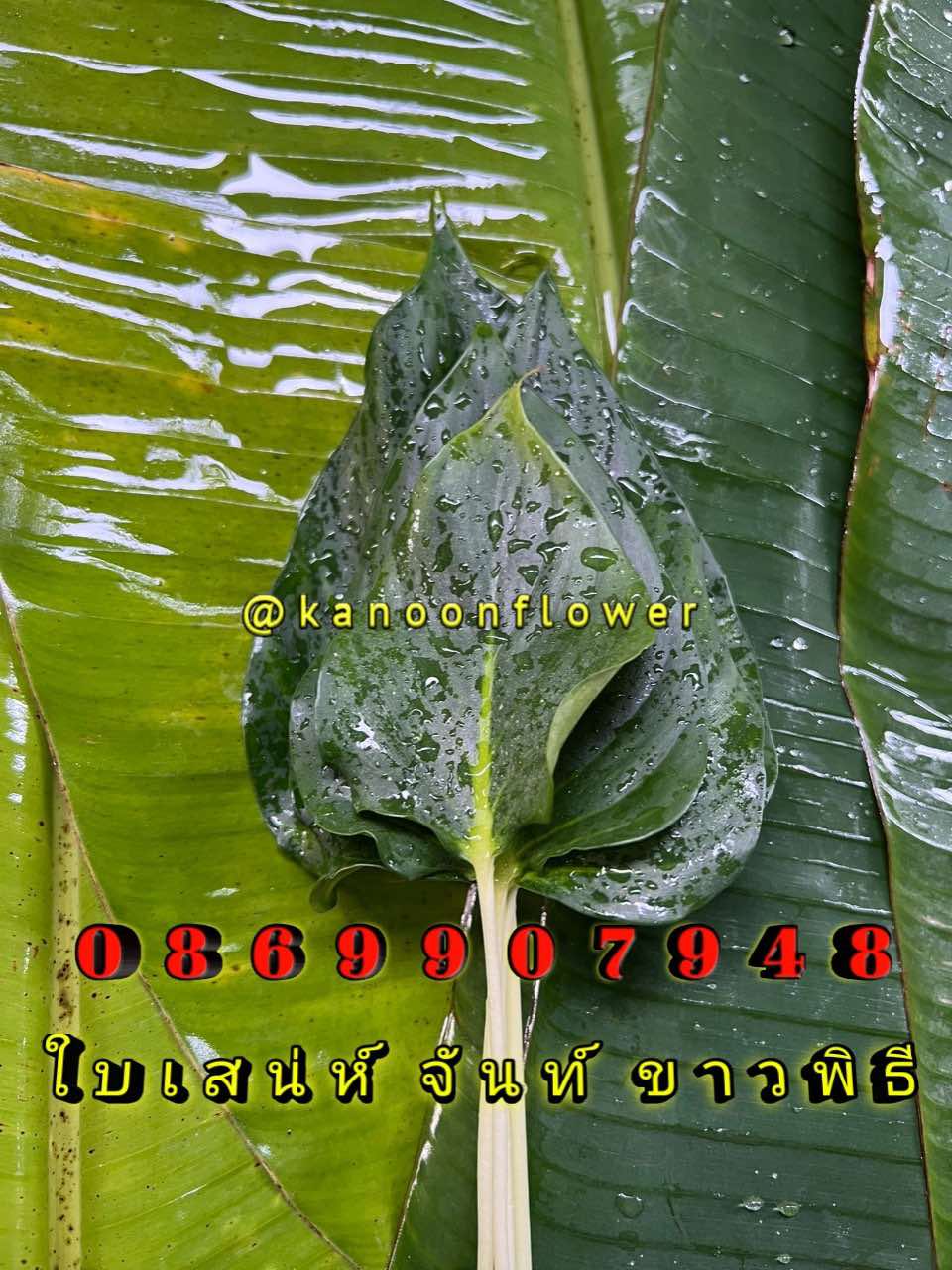 ใบไม้มงคล (พิธี)