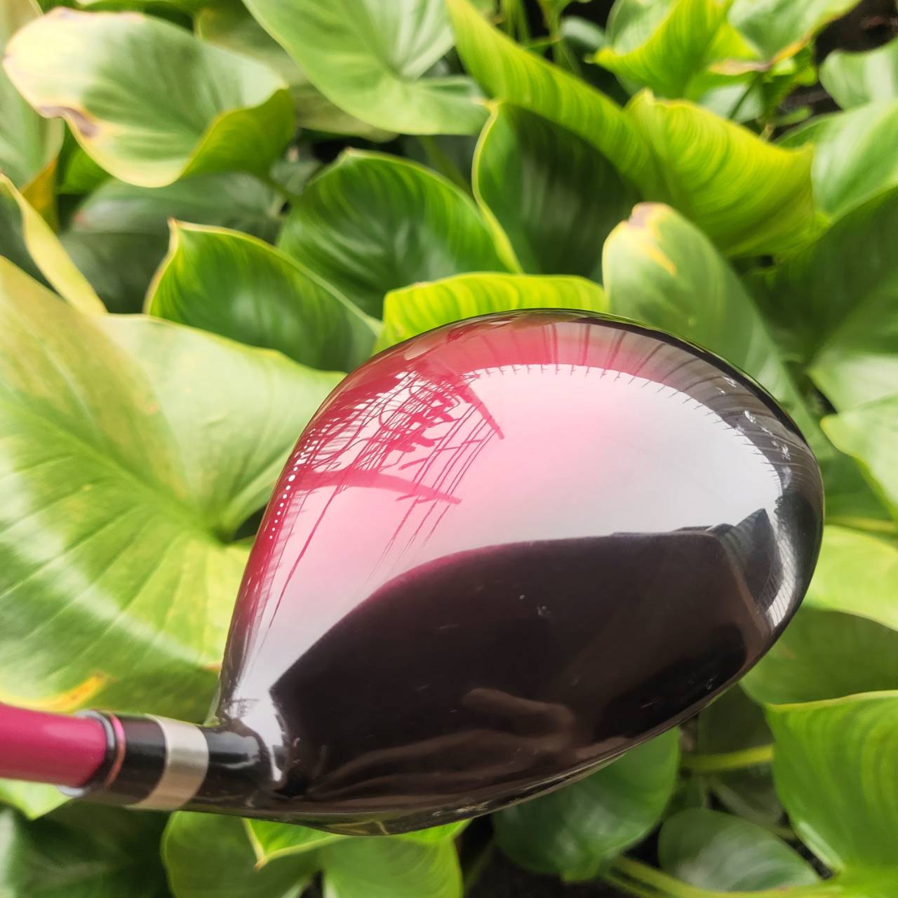 KASCO FEREINA ชุดไม้กอล์ฟระดับพรีเมียมสำหรับสุภาพสตรี เบา ตีง่าย ดีไซน์สวยงามจากประเทศญี่ปุ่น