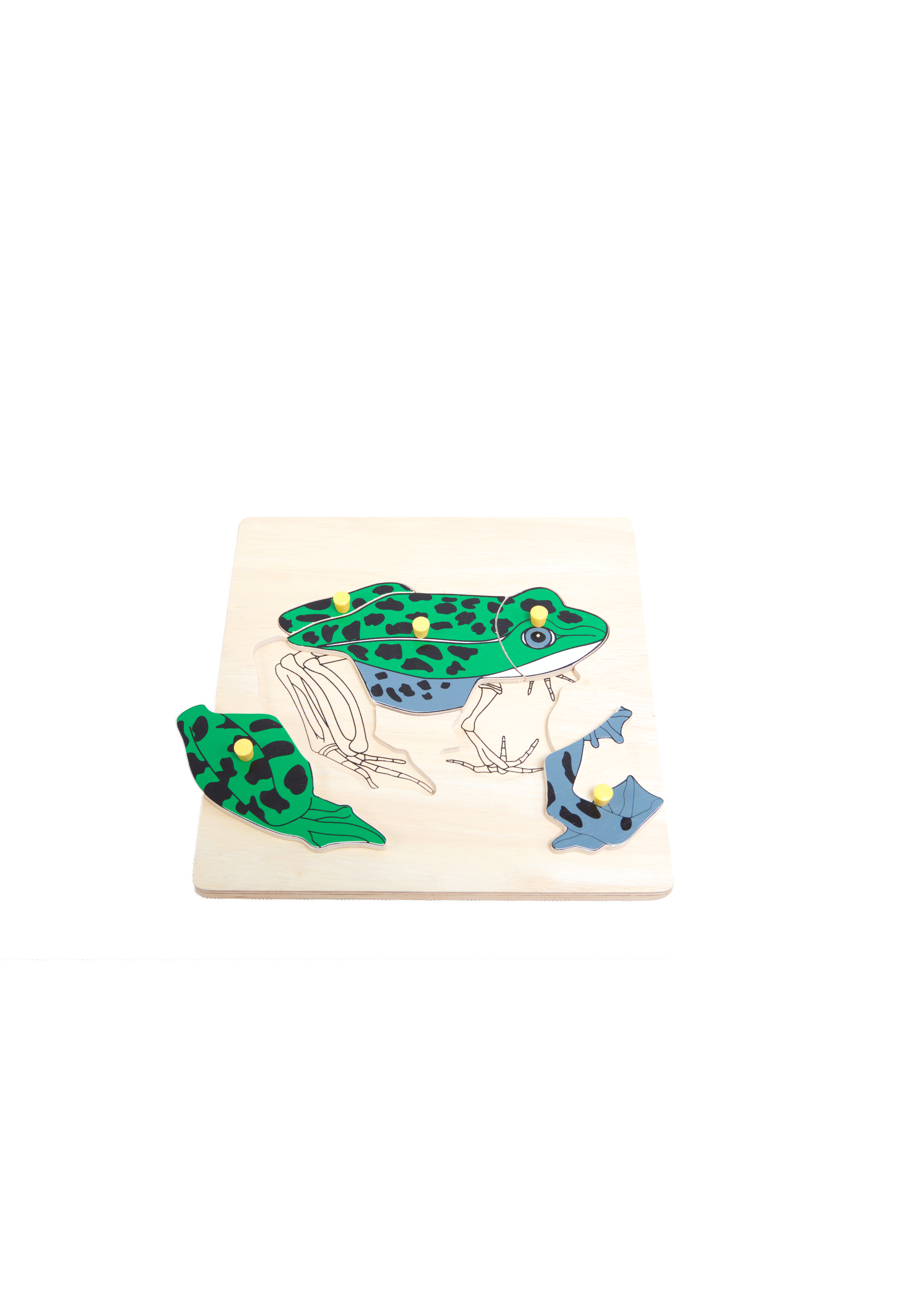 ภาพตัดต่อรูปโครงกระดูก ราคาต่อ 1 แบบ ,ของเล่นไม้, ของเล่นเสริมพัฒนาการ, ของเล่นเด็ก, สื่อการสอน,มอนเตสซอรี่ ,montessori, สื่อการสอนประถม