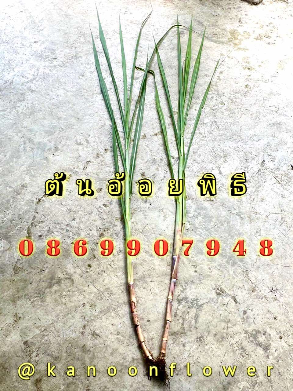 ต้นอ้อย ต้นกล้วย (ขันหมาก) (ทรงเครื่อง)