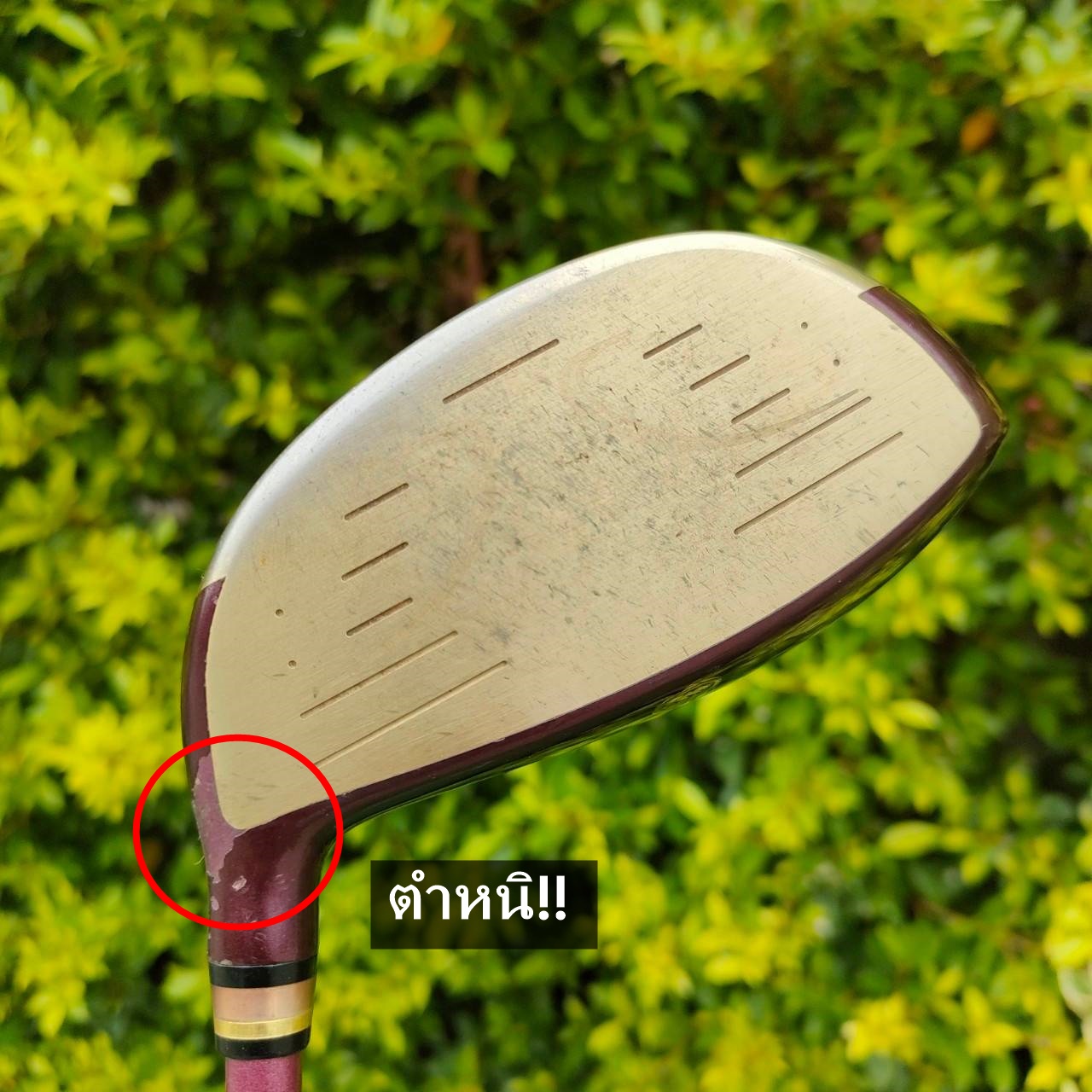 ** ไม้กอล์ฟสำหรับผู้หญิง ** DRIVER XXIO -PRIME- องศา 11.5 ก้าน ROYAL EDITION SP-900K FLEX L เป็นตัวพรีเมี่ยมกว่า XXIO9 ธรรมดา เป็นรุ่น 9 รุ่นใหม่และยอดนิยม ไม้กอล์ฟมือสอง ของแท้ BY NakaraLuxurious