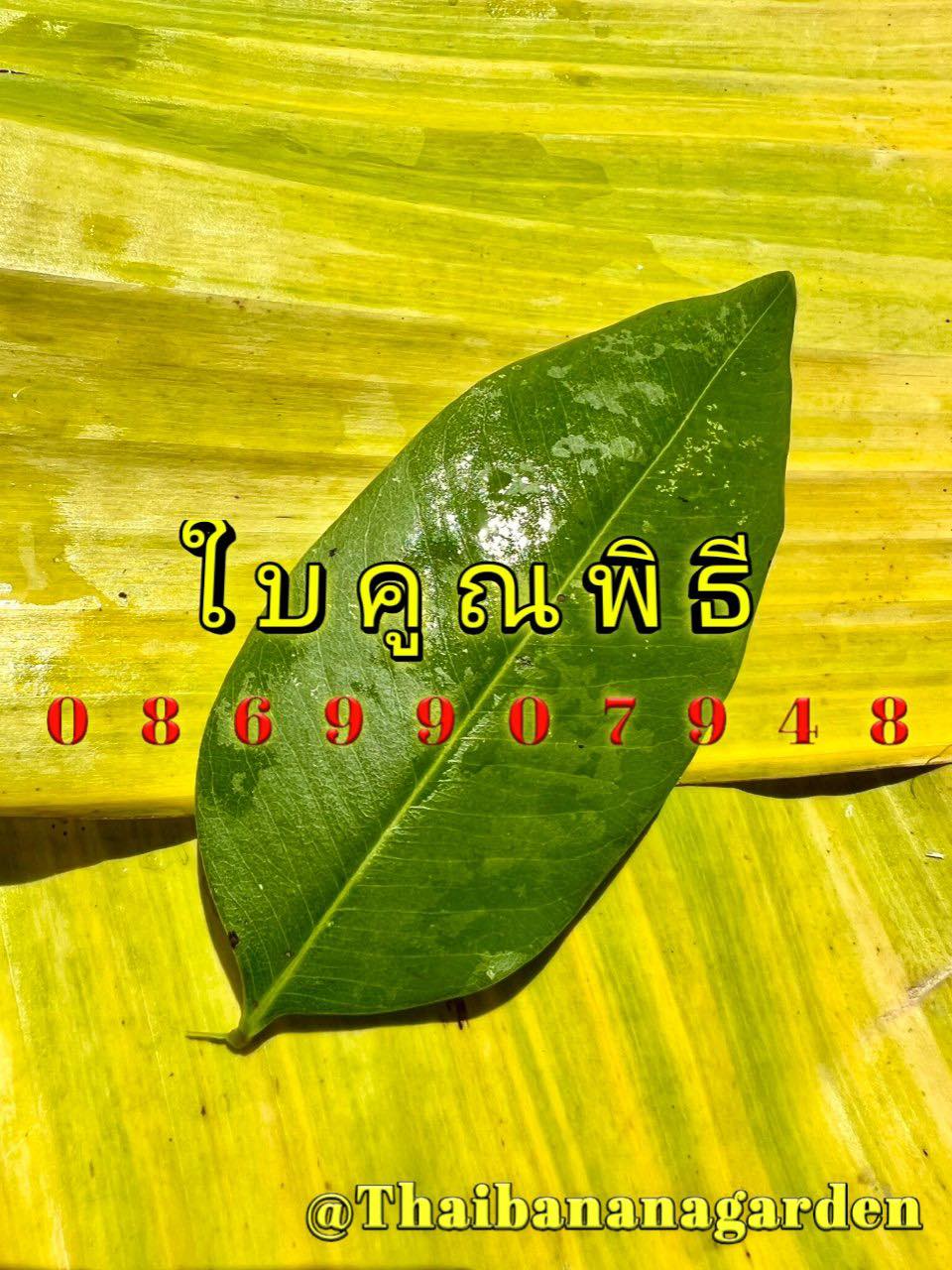 ใบไม้มงคล (พิธี)