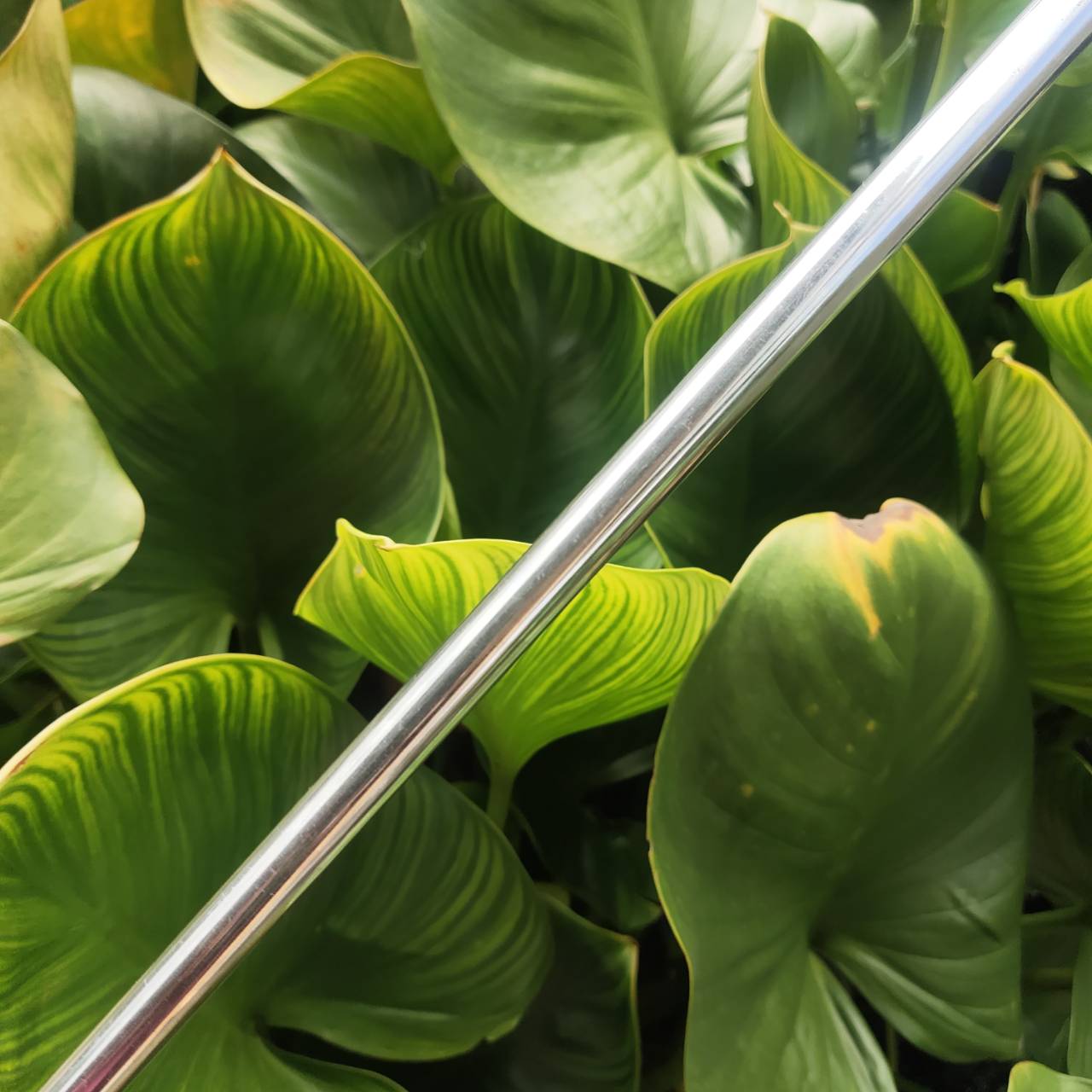 PUTTER TOPPOINT TP-116 ความยาว 34 นิ้ว หน้าสัมผัสพิเศษ SOFT มากๆ และช่วยเกาะไลน์มาก น้ำหนักดี