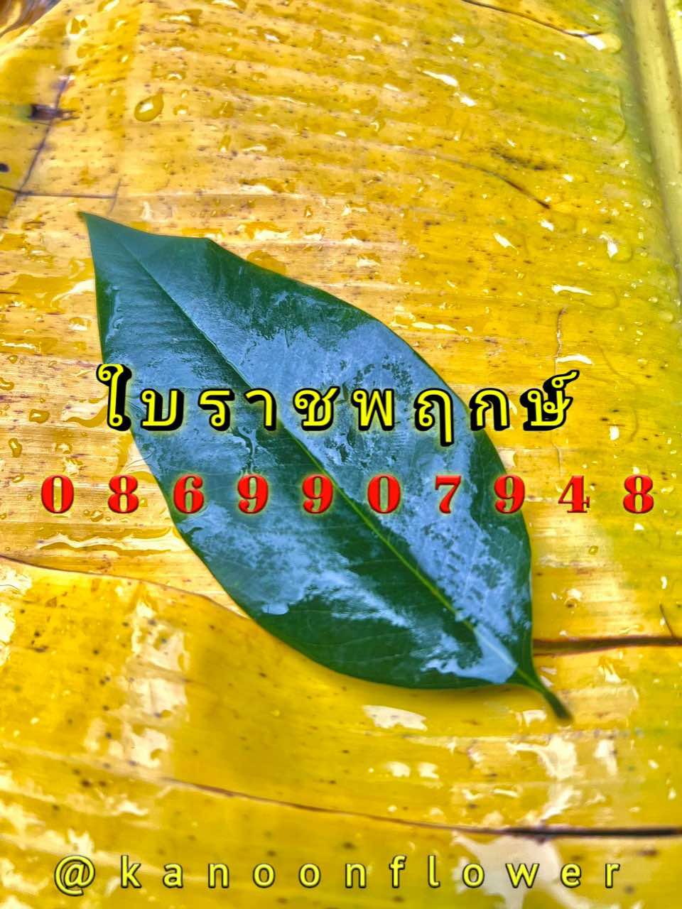 ใบไม้มงคล (พิธี)