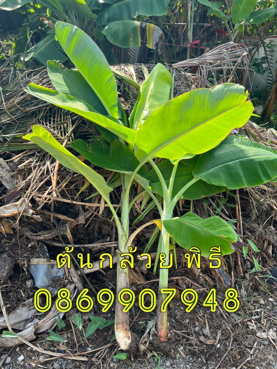 ต้นอ้อย ต้นกล้วย (ขันหมาก) (ทรงเครื่อง)