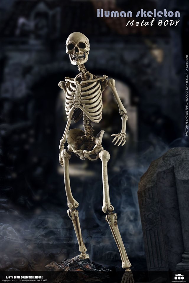 [สั่งจอง]COOMODEL NO.BS011 1/6 THE HUMAN SKELETON (DIECAST ALLOY)
