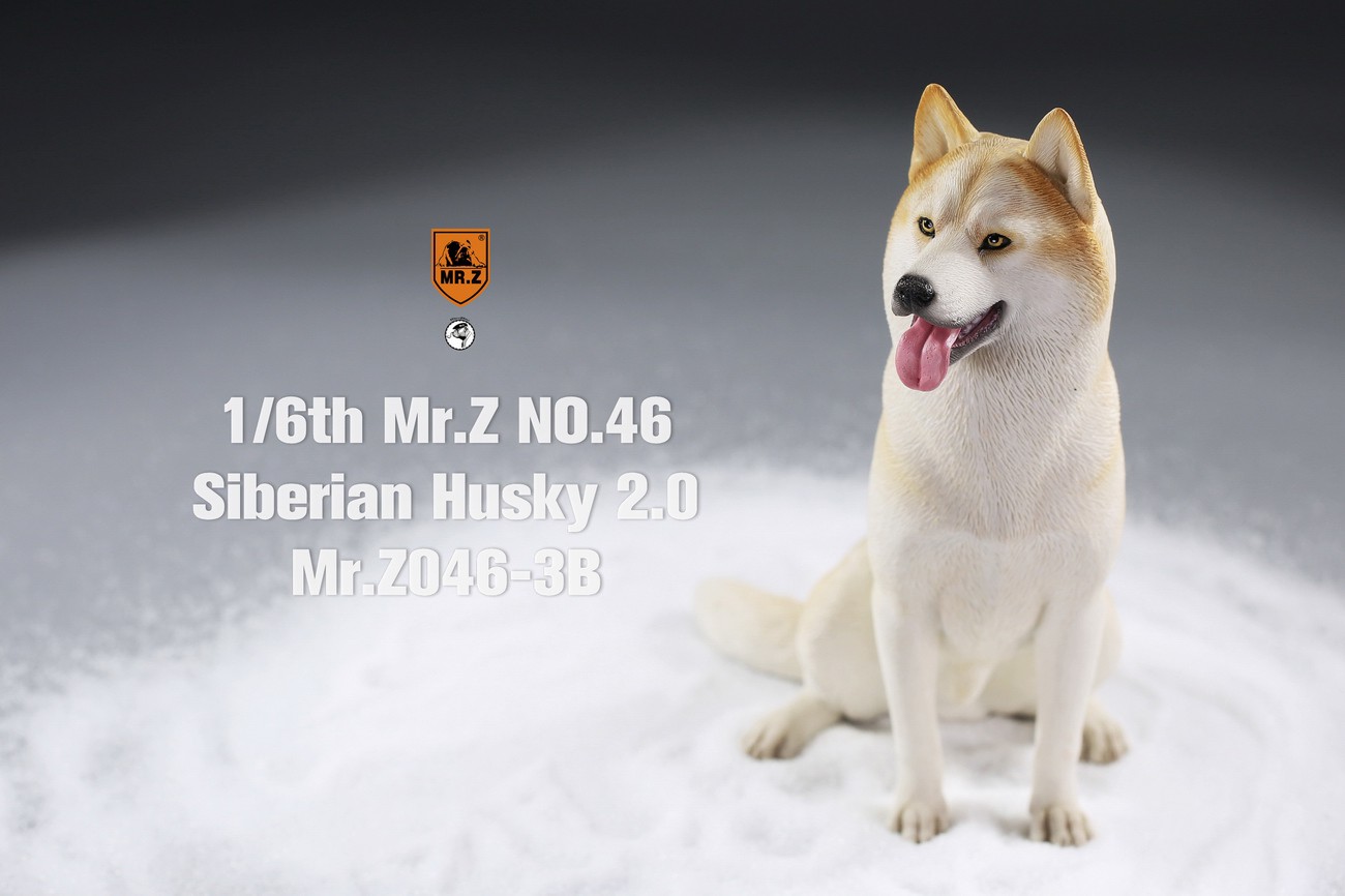 [สั่งจอง] MR. Z Animal Model MRZ046 1/6th Siberian Husky2.0（8 models in total）
