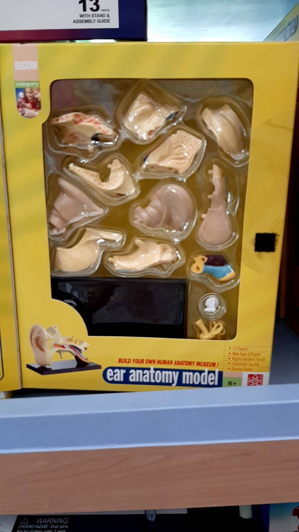 โมเดลหู โครงสร้างหูจำลอง model ear, สื่อการสอน, วิทยาศาสตร์ ทดลอง, พร้อมส่ง