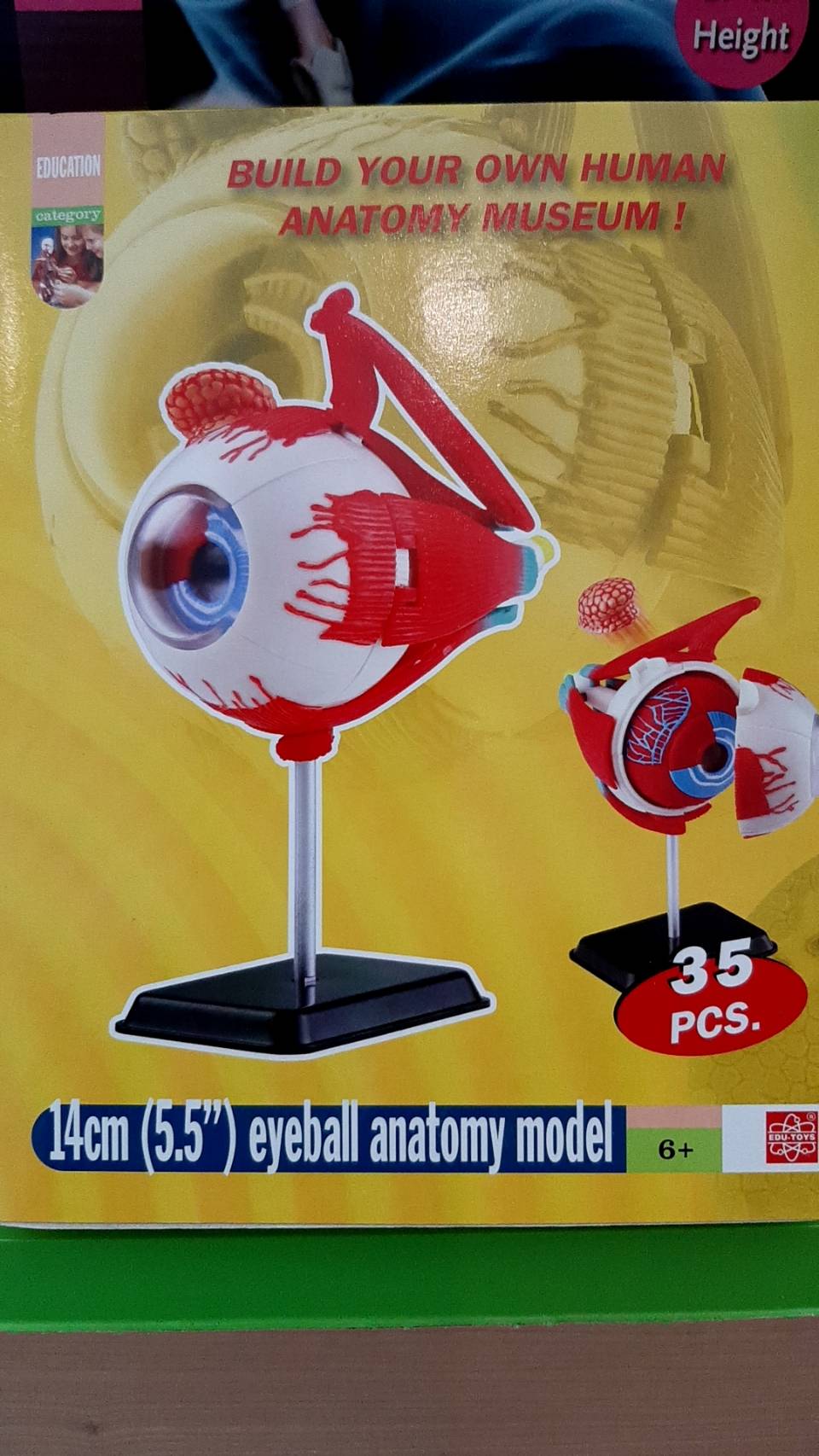 โมเดลตา ตาจำลอง , สื่อการสอน, ของเล่น วิทยาศาสตร์ ทดลอง, พร้อมส่ง