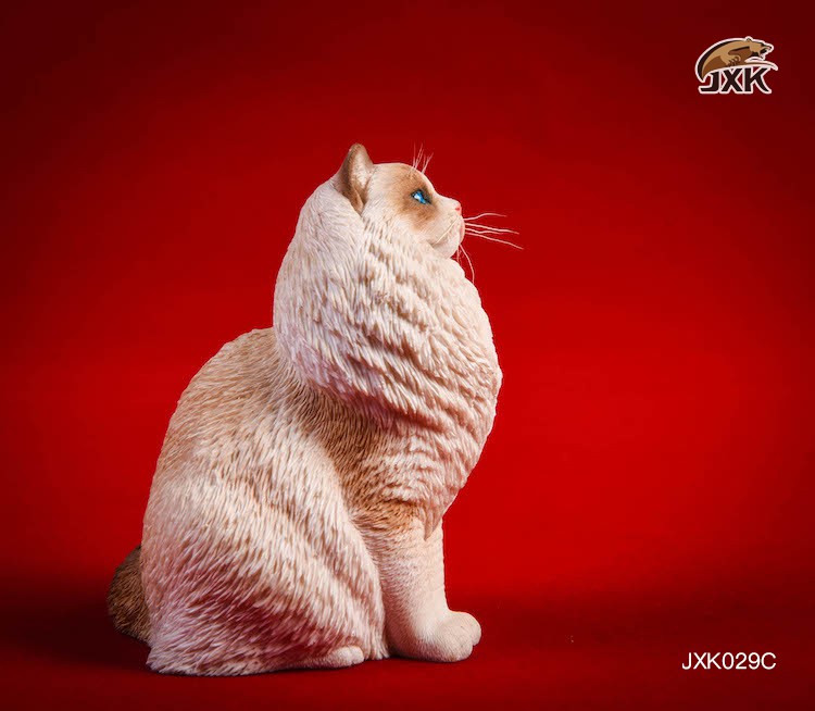 [สั่งจอง] JxK.Studio 1/6 Jxk029/ Jxk030 A/B/C/D -Ragdoll / British Shorthair Cat