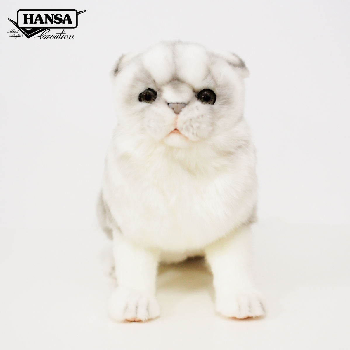 8155 Scottish Gray Fold Cat 41 cm.L