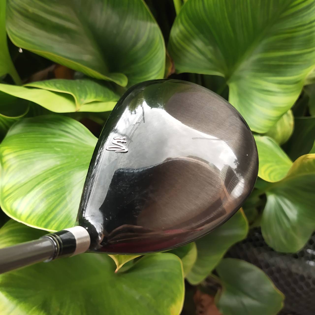 Driver KING COBRA SS BETA TITANIUM COR .825 หน้าเด้งมาก จุดสวีตสปอตกว้าง
