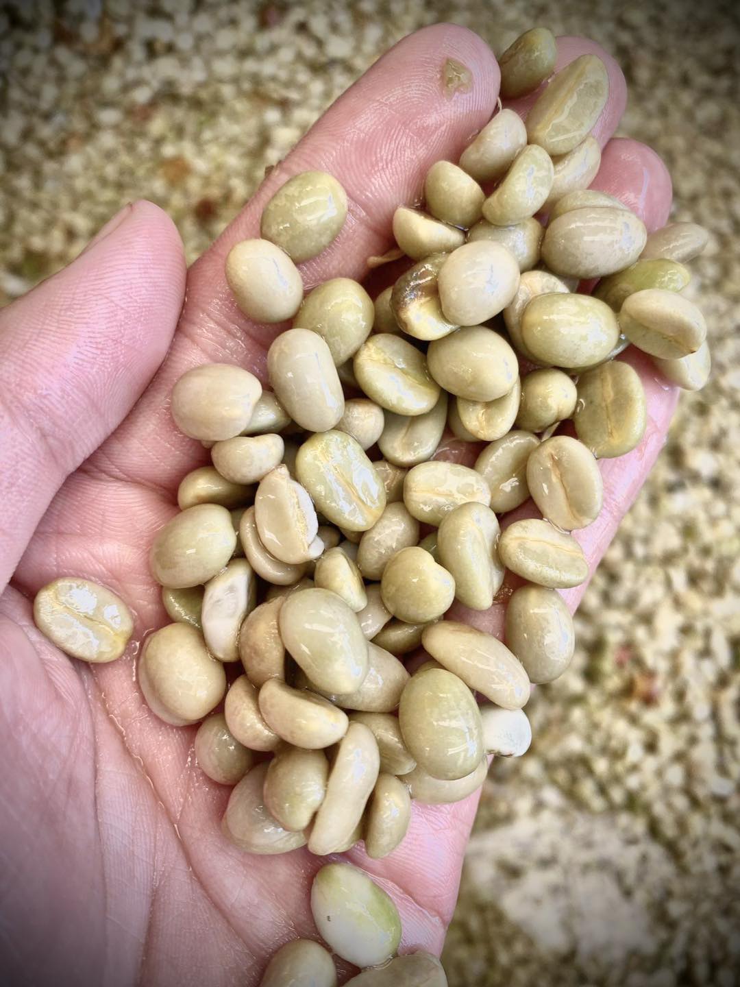 กาแฟคั่ว เทพเสด็จเยลโล่ Yellow wash Process คั่ว Medium Light Roast ขนาดบรรจุ 200 กรัม