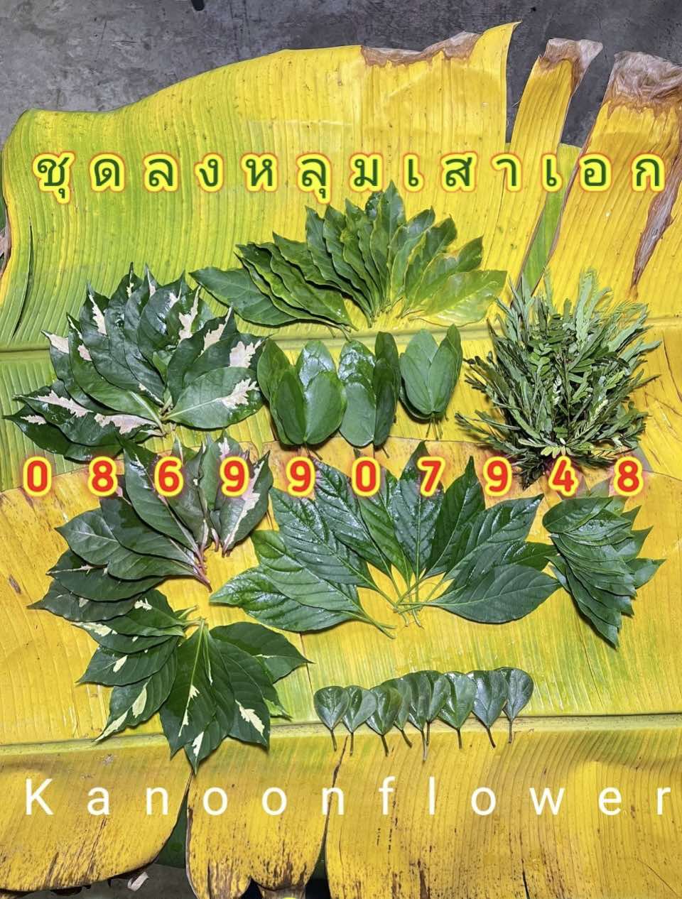 ใบไม้มงคลพิธี9อย่าง