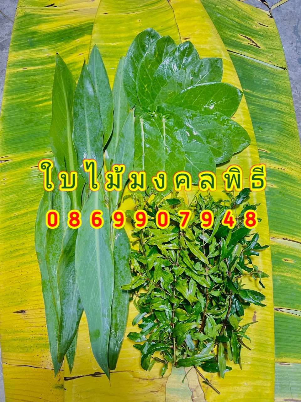 ใบไม้มงคลพิธี9อย่าง