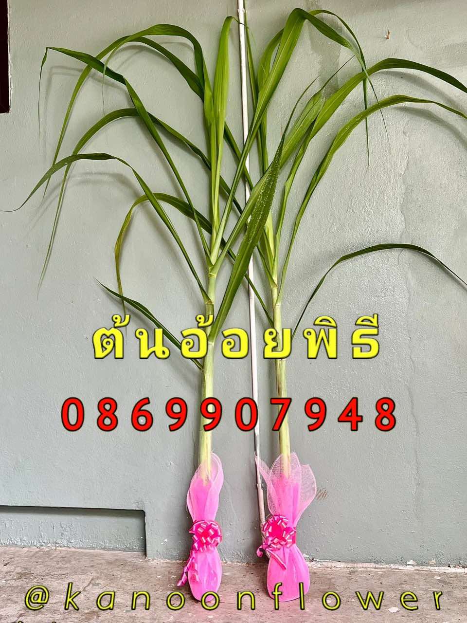 ต้นอ้อย ไหว้พระจันทร์