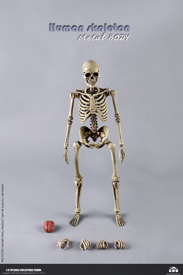 [สั่งจอง]COOMODEL NO.BS011 1/6 THE HUMAN SKELETON (DIECAST ALLOY)