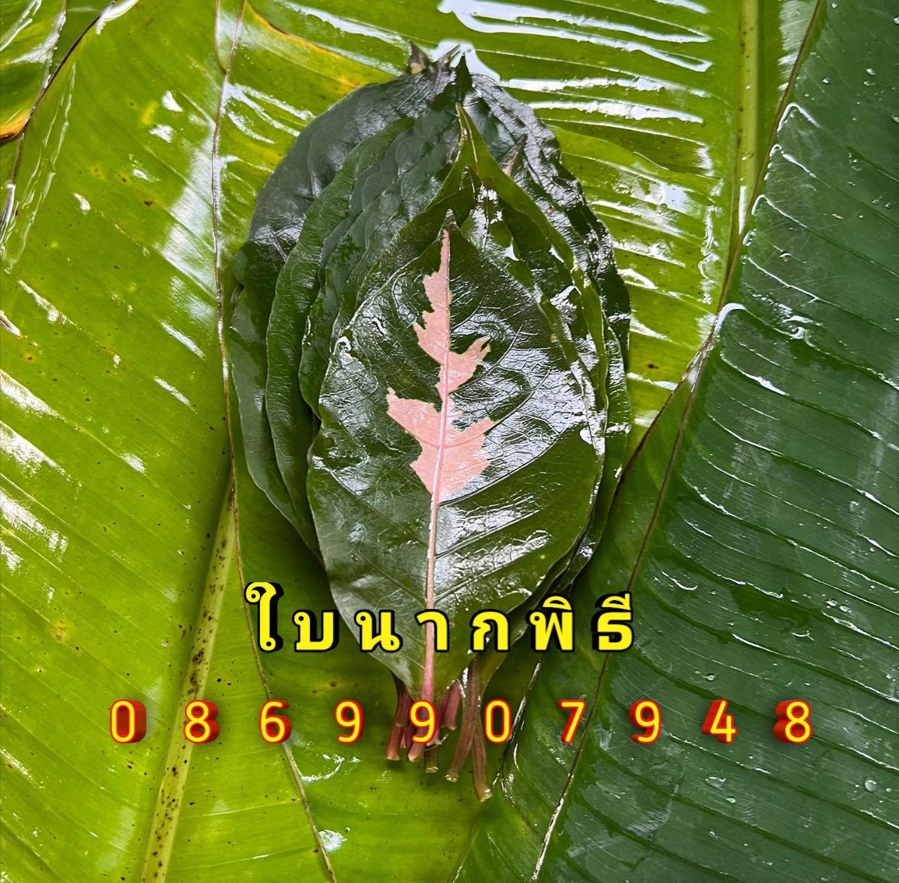 ใบไม้มงคล (พิธี)