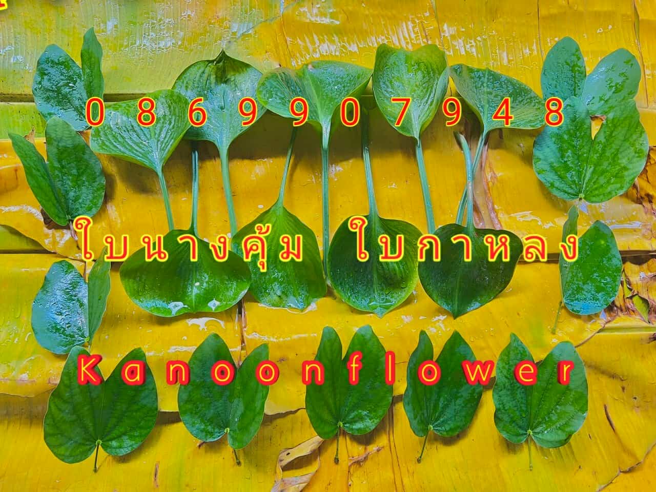 ชุดใบไม้มงคล9ชนิด