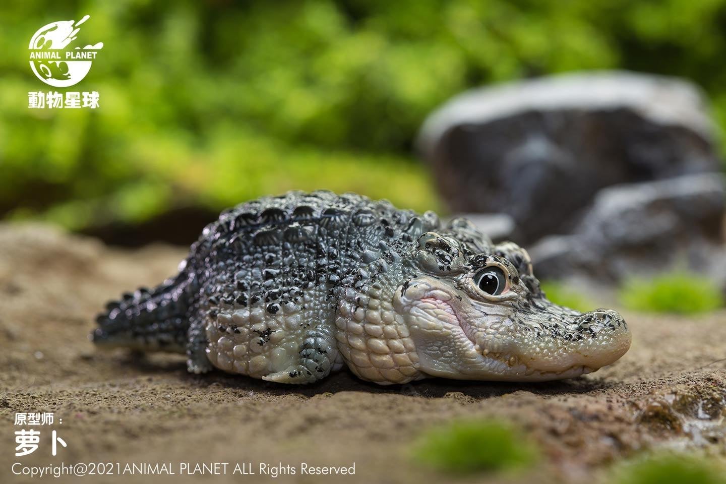 [สั่งจอง]Animal Planet : Chinese Treasure