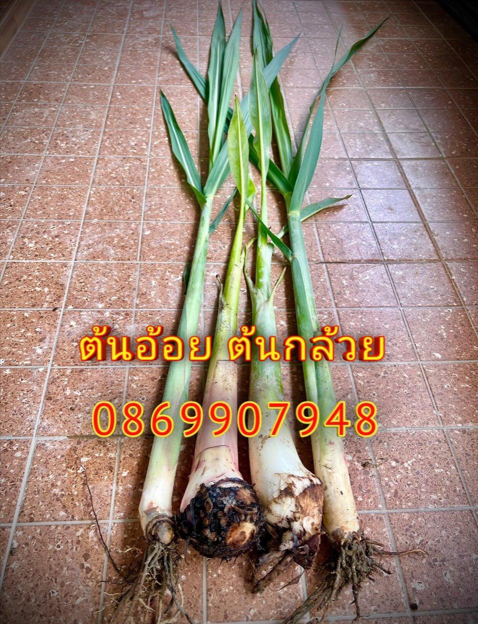 ต้นอ้อย ต้นกล้วย (ขันหมาก) (ทรงเครื่อง)