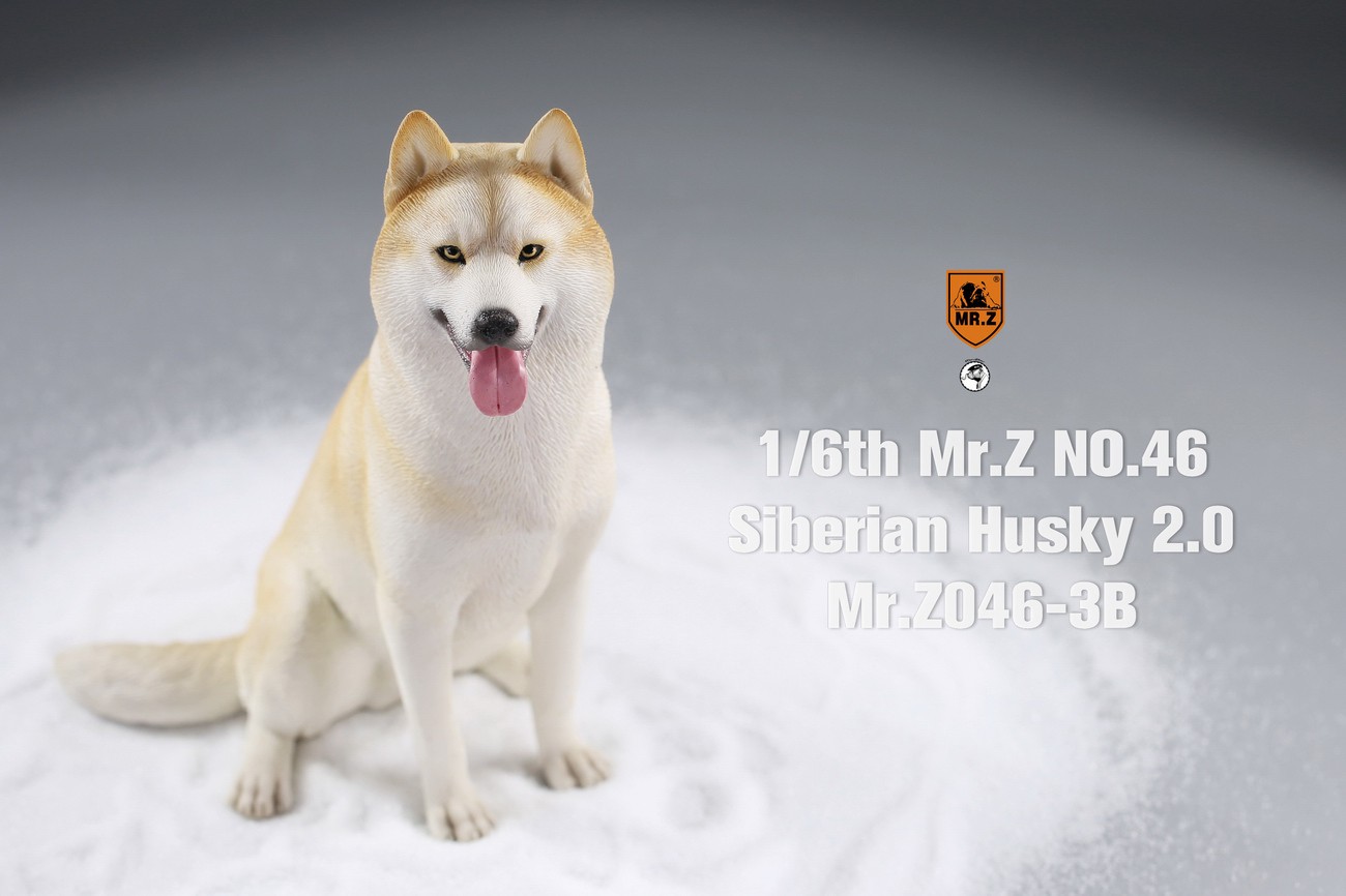 [สั่งจอง] MR. Z Animal Model MRZ046 1/6th Siberian Husky2.0（8 models in total）