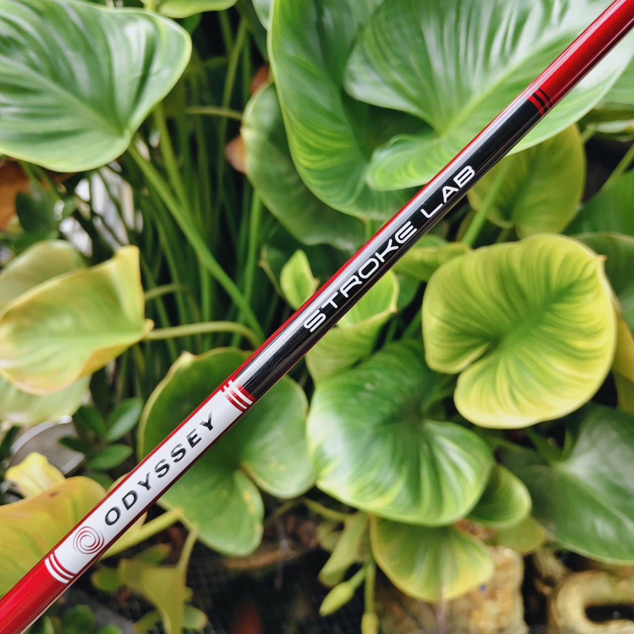 ถนัดซ้าย (Left-Handed) -- ODYSSEY ELEVEN Tour Lined