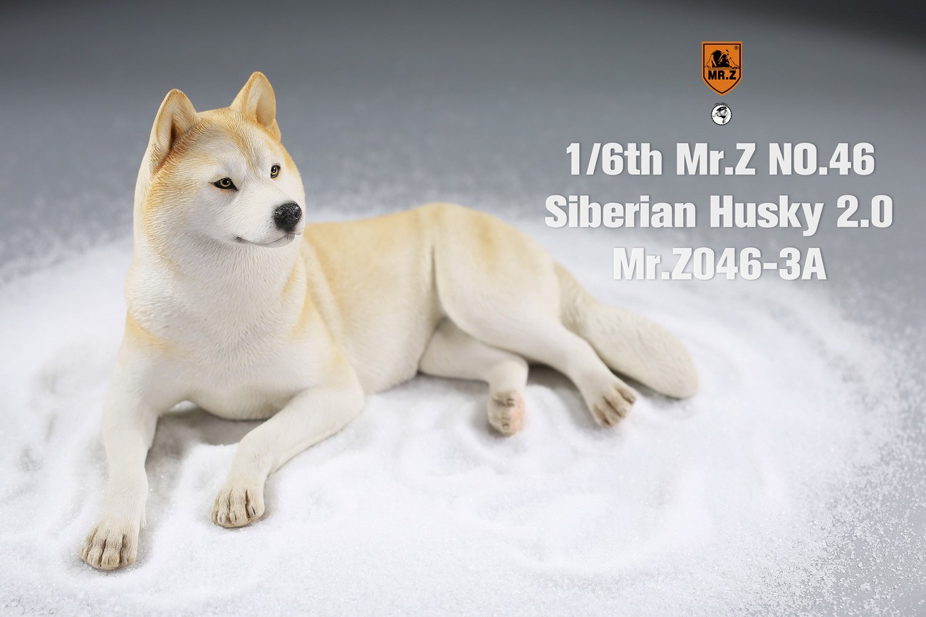 [สั่งจอง] MR. Z Animal Model MRZ046 1/6th Siberian Husky2.0（8 models in total）