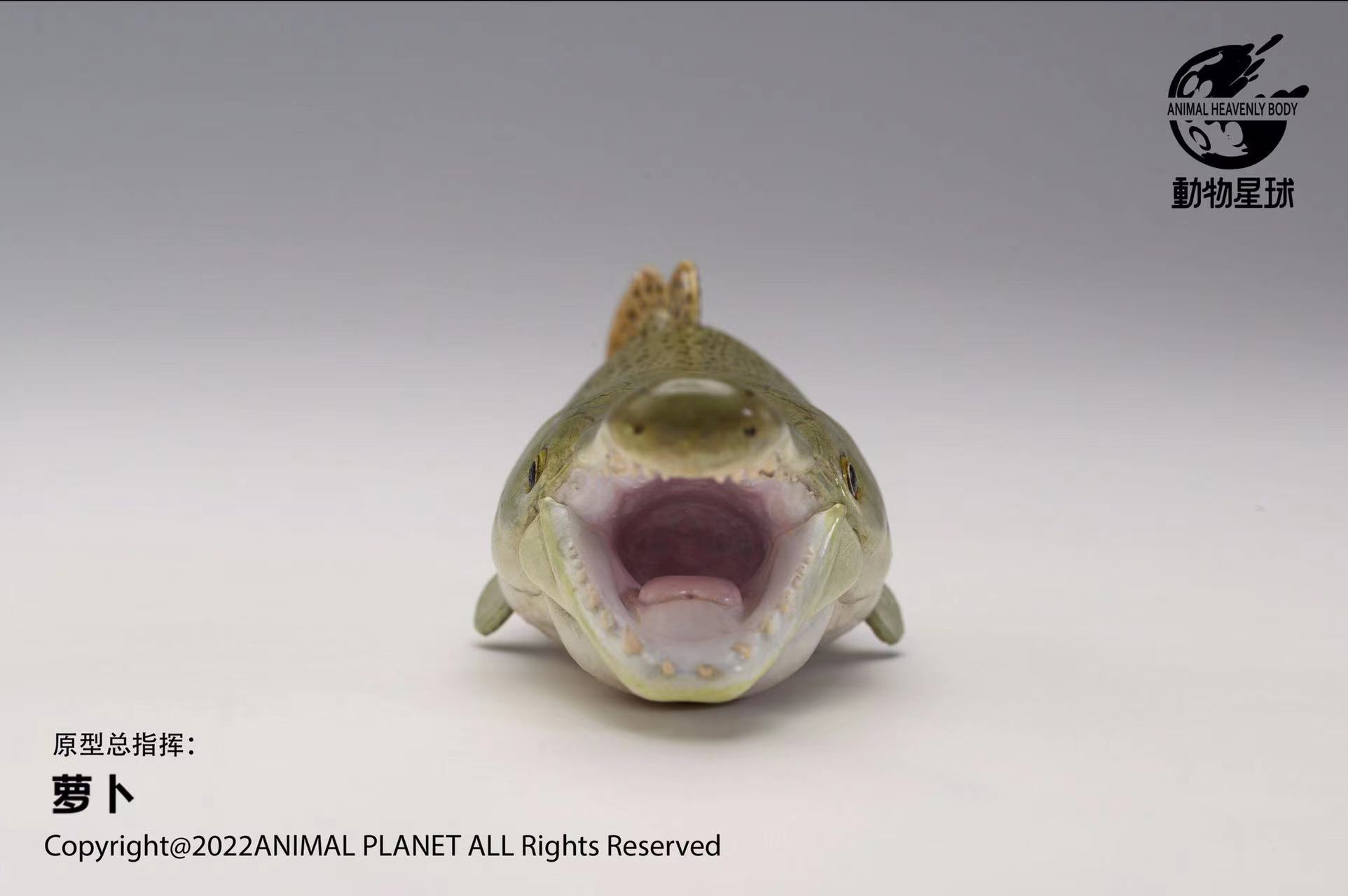 [สั่งจอง]Animal Planet : Alligator Gar