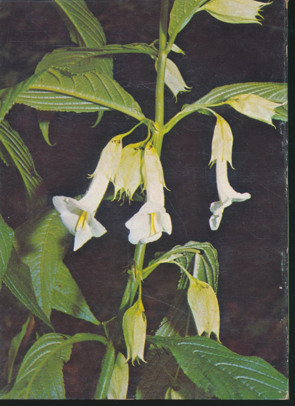 FLOWERS IN THAILAND VOL.7 ดอกไม้ในเมืองไทย เล่ม 7 ภาพประกอบสีทั้งเล่ม กระดาษมัน