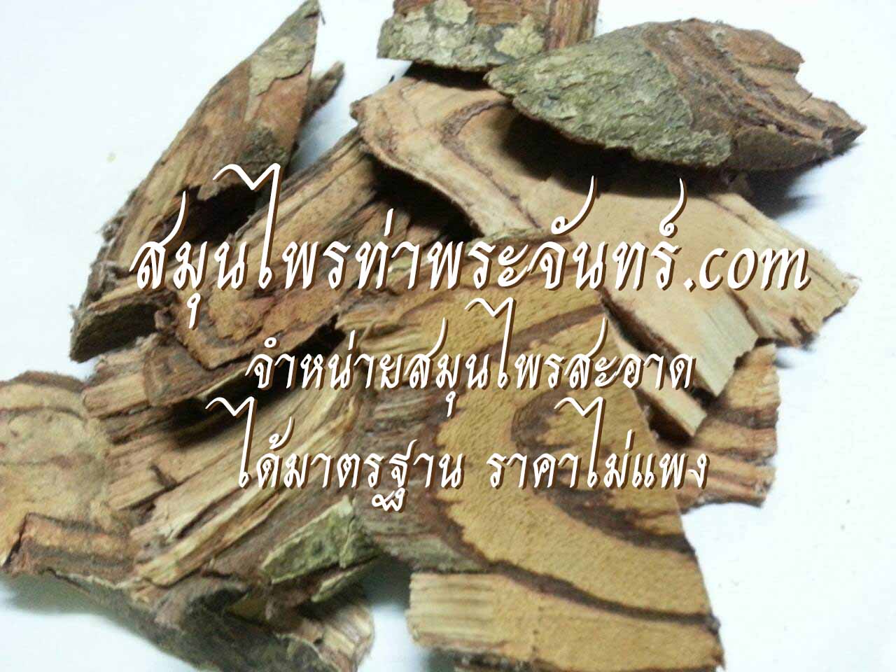 Dried Salacia chinensis L.