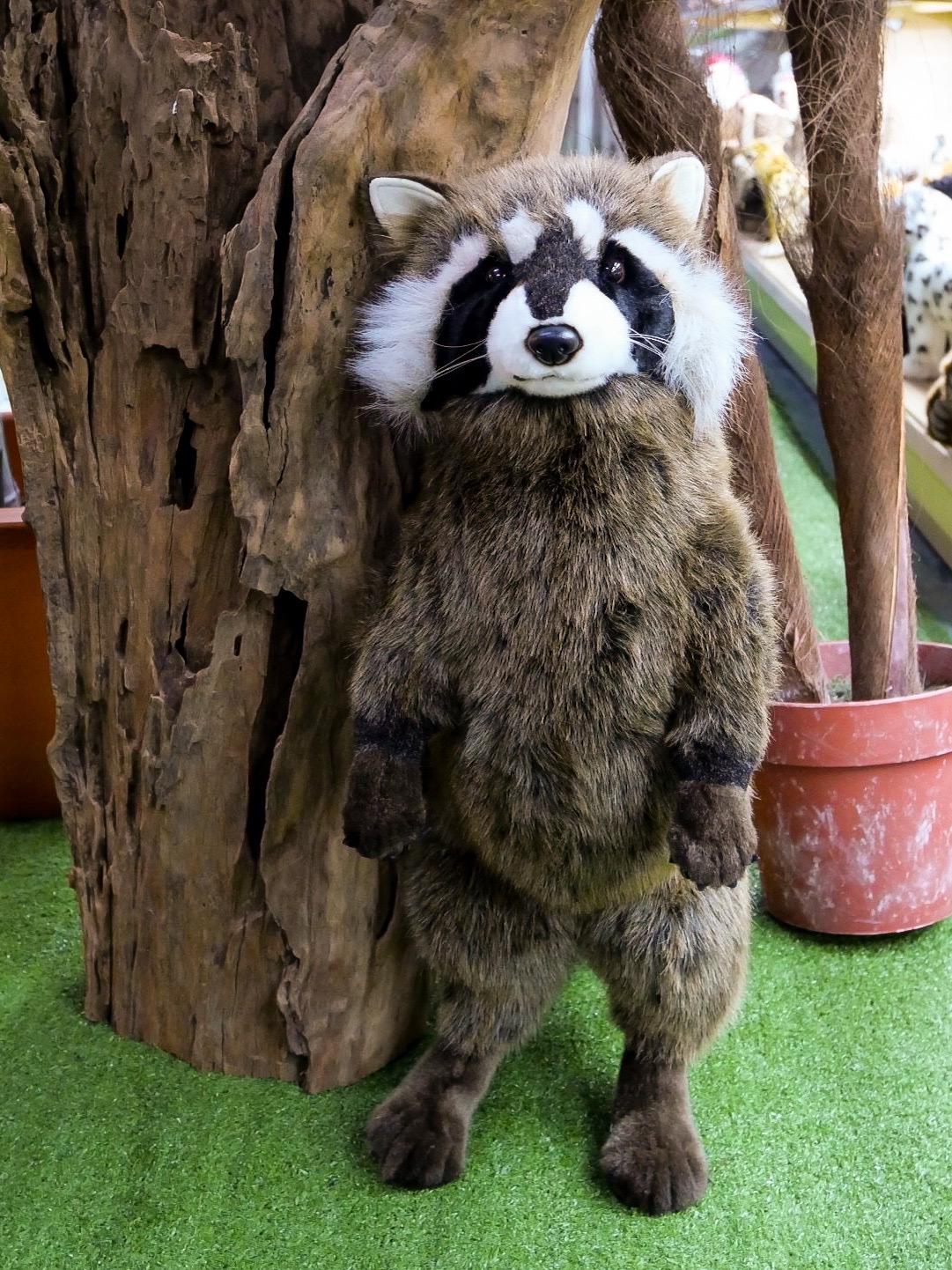 8412 Raccoon 65 cm H