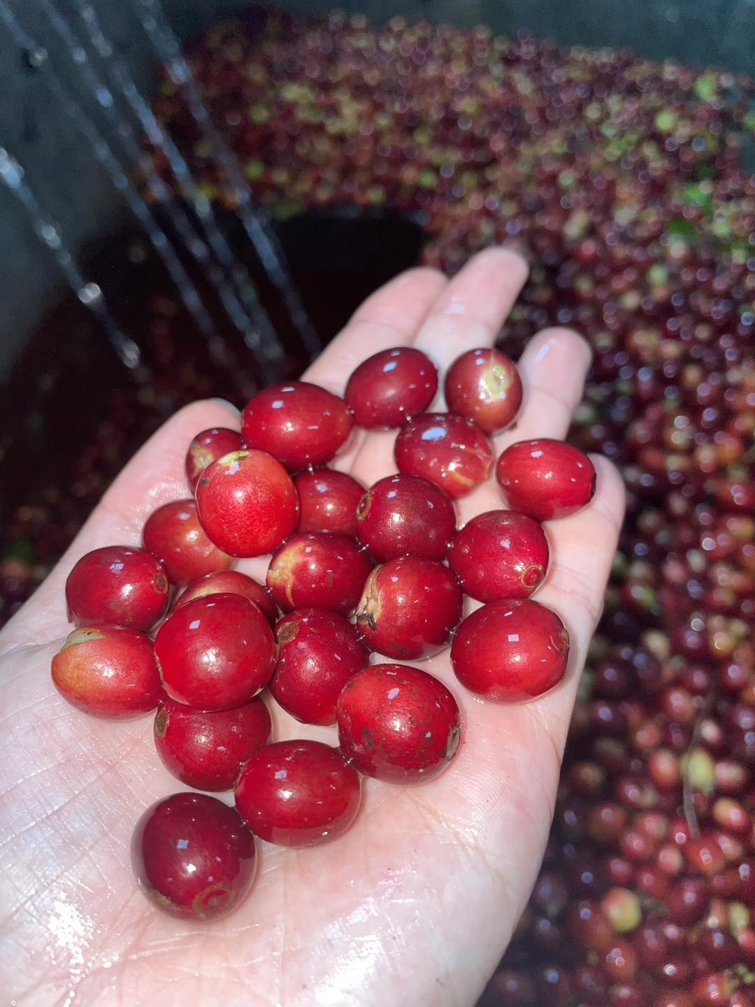 กาแฟเทพเสด็จ Dry Process คั่ว Medium Light Roast ขนาดบรรจุ 200 กรัม