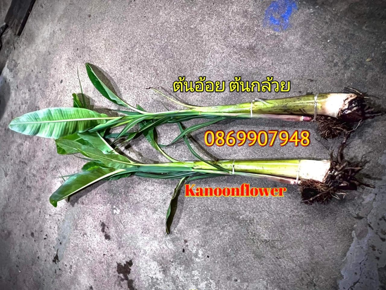 ต้นอ้อย ต้นกล้วย (ขันหมาก) (ทรงเครื่อง)