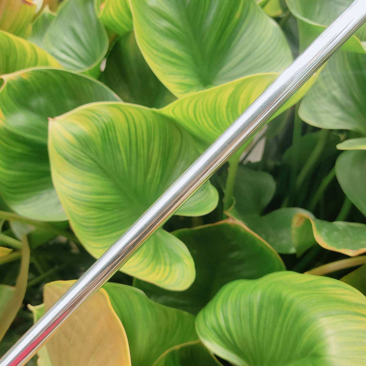 PUTTER PING PAL 6 – BECU (Beryllium Copper) ผลิตจากทองแดงแท้ทั้งชิ้น!