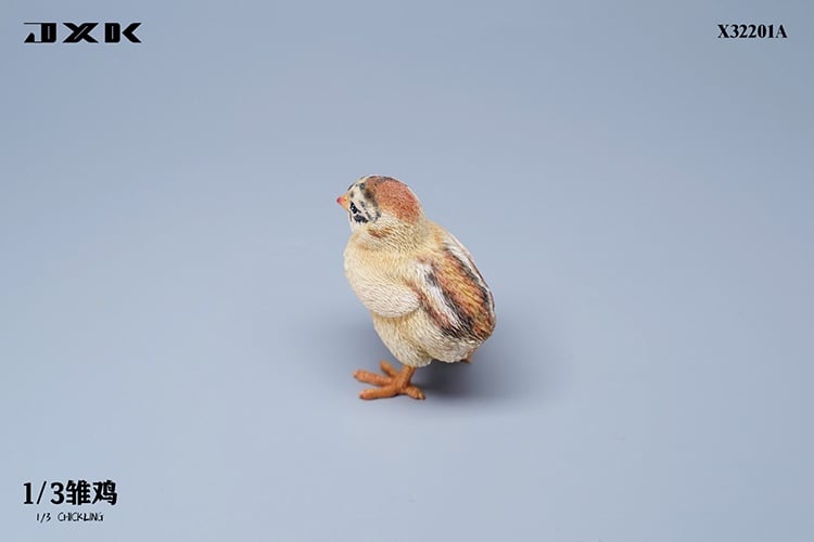 [สั่งจอง]JXK : Scottish Fold/Chckling/Duckling