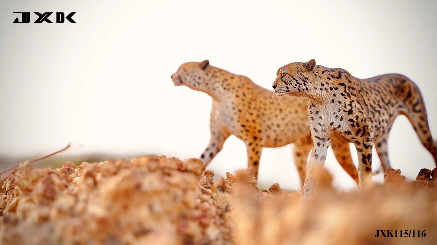 [สั่งจอง]JXK 1/6 : Acinonyx Jubatus / King Cheetha