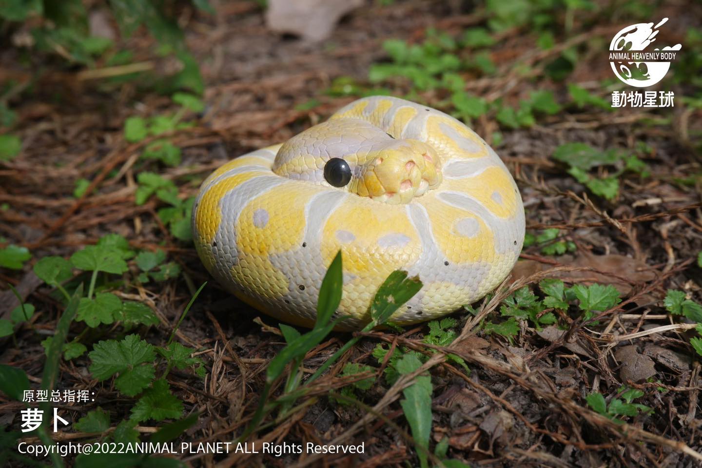 [สั่งจอง]Animal Planet : a series of laugh and grow fat No.9