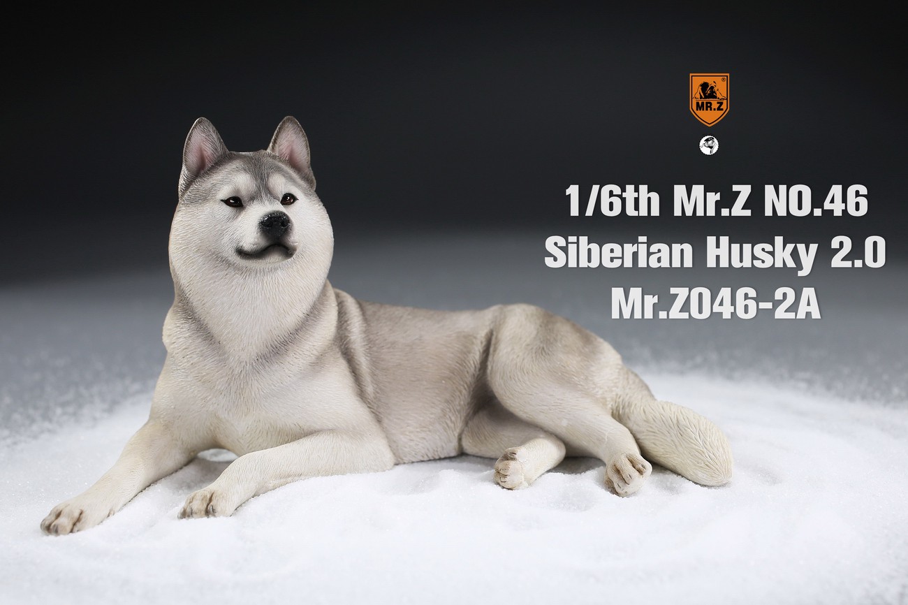 [สั่งจอง] MR. Z Animal Model MRZ046 1/6th Siberian Husky2.0（8 models in total）