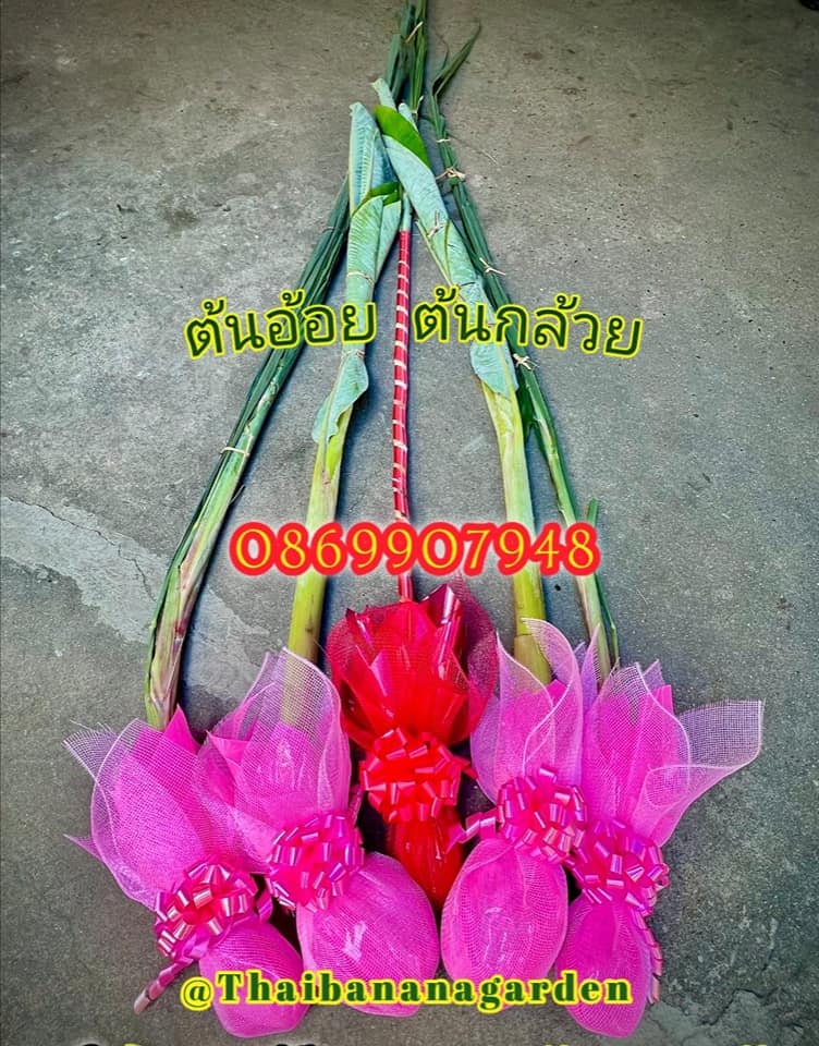 ต้นอ้อย ต้นกล้วย (ขันหมาก) (ทรงเครื่อง)