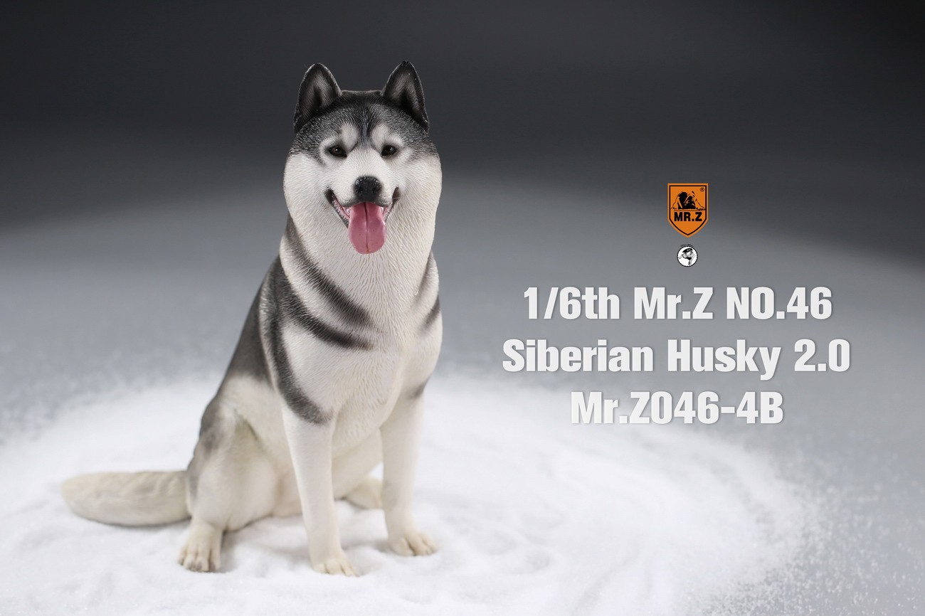 [สั่งจอง] MR. Z Animal Model MRZ046 1/6th Siberian Husky2.0（8 models in total）