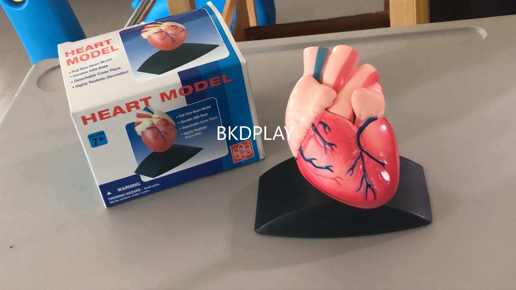 หัวใจจำลอง , โมเดลหัวใจ ทดลองวิทยาศาสตร์,สื่อการสอน, ของเล่น, พร้อมส่ง