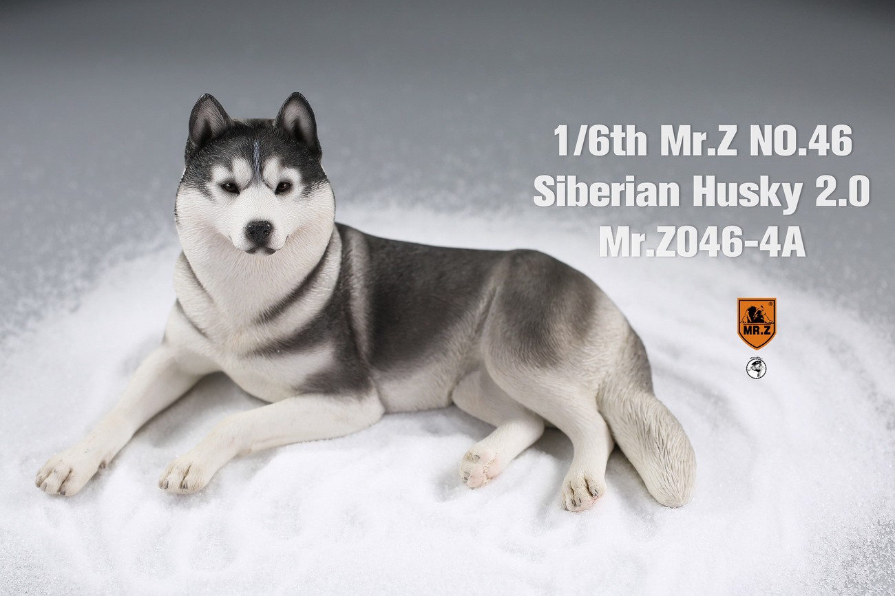 [สั่งจอง] MR. Z Animal Model MRZ046 1/6th Siberian Husky2.0（8 models in total）